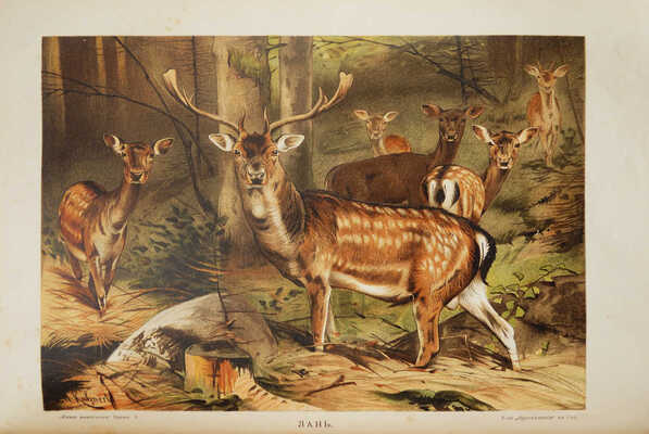 Брем А. Э. Жизнь животных Брэма. Сокращенное издание для школы и домашнего чтения. [В 3 т.]. Т. 1-2. СПб., 1909.